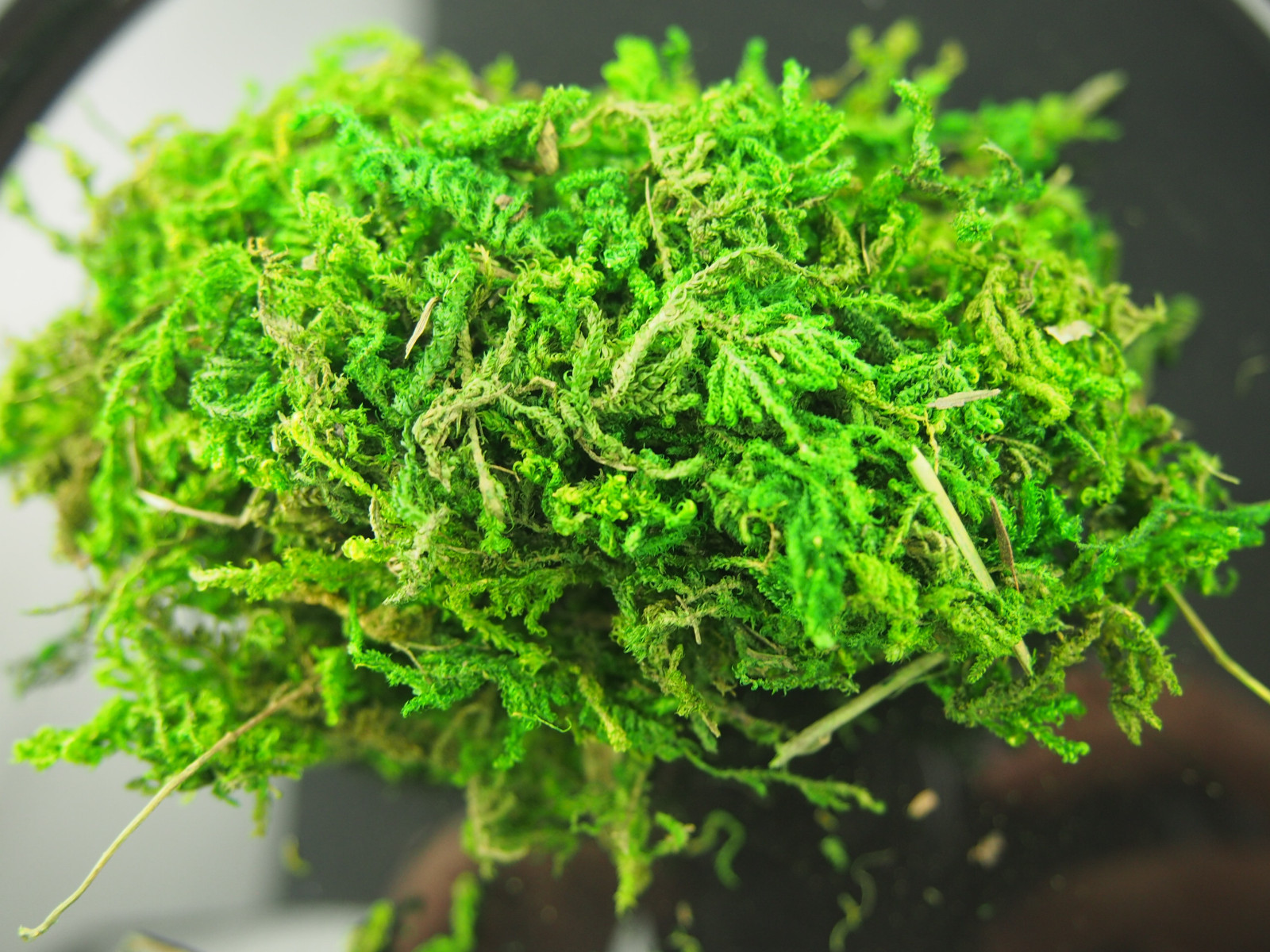 Dried Organic Reindeer Moss Green Vase Filler Planter Topper Wedding XXLarge Bag