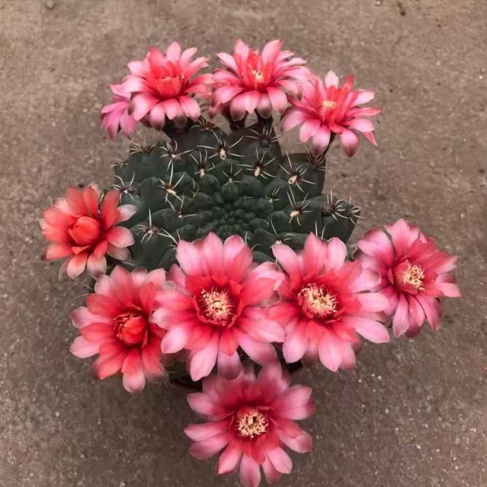 Gymnocalycium baldianum Dwarf Chin Cactus Live Succulent Plant Blooming Cactus