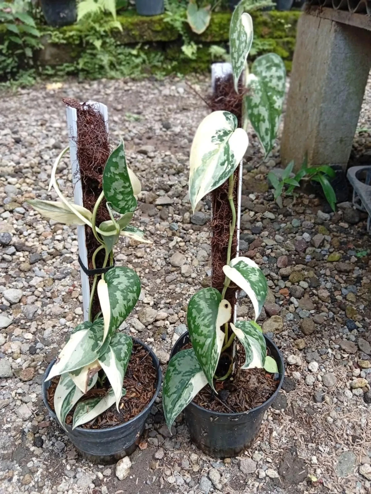 Real Picture Scindapsus Mayari Variegated