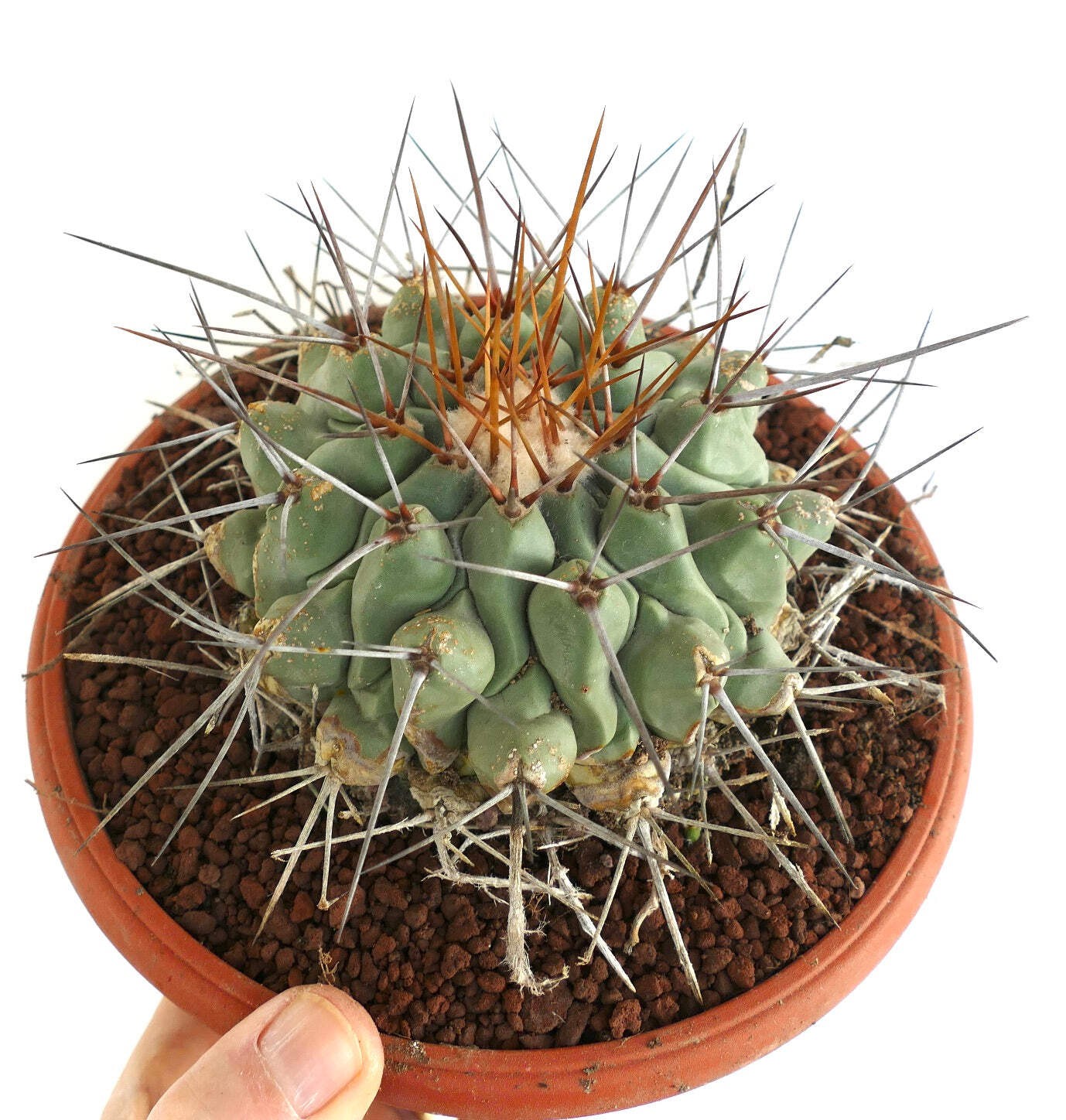 Thelocactus rinconensis LONG GOLDEN SPINES – Rincon cactus | Star cactus