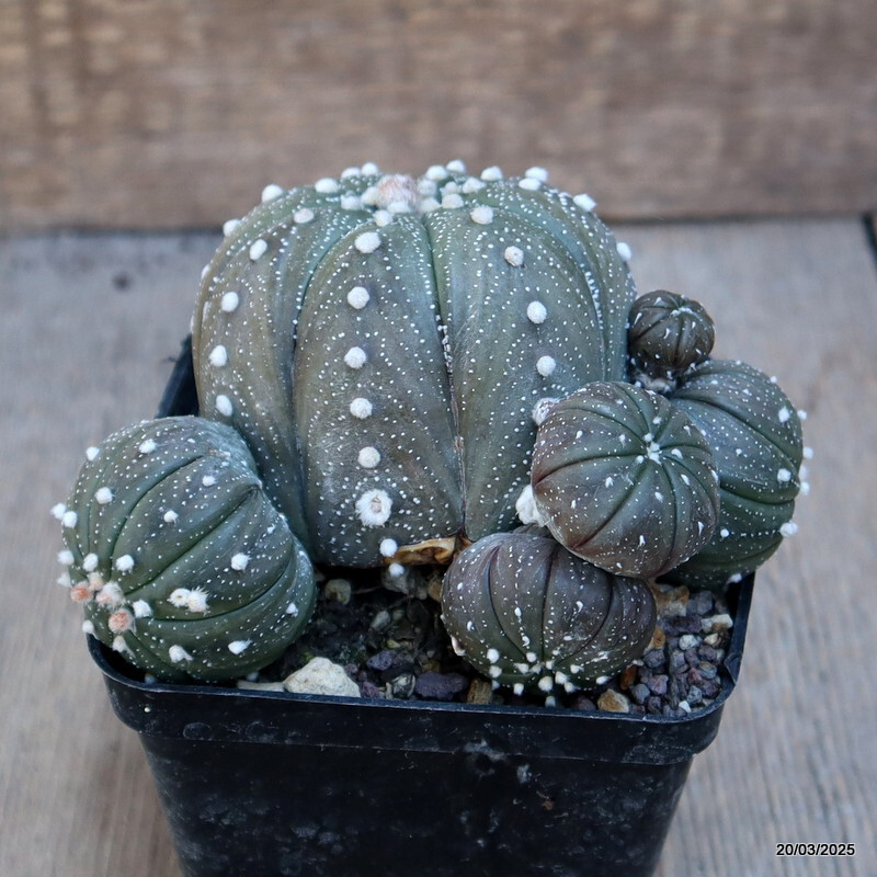A4480 ASTROPHYTUM SUPERKABUTO PROLIFERO pot9-H8-W11 cm MaMa Cactus