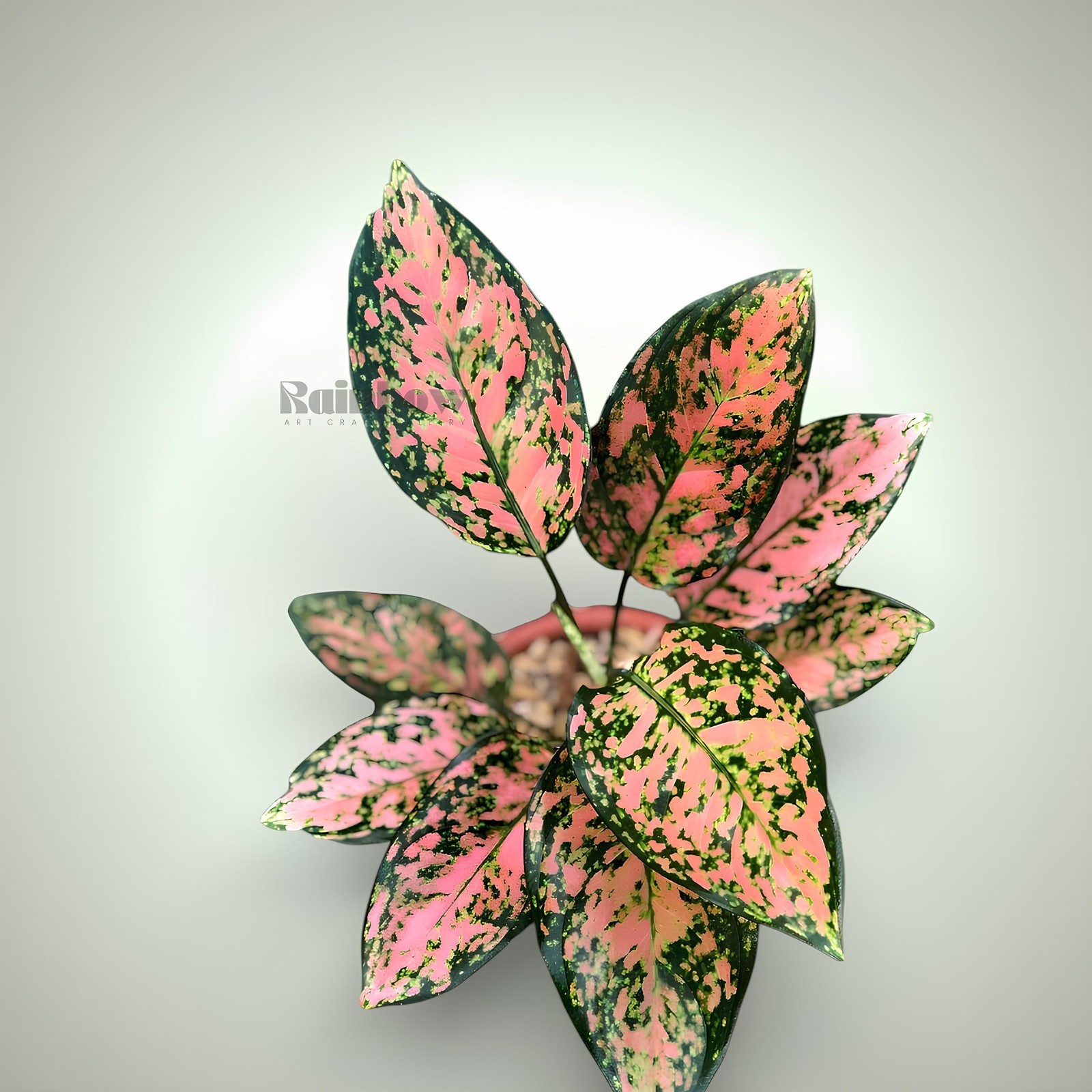 Aglaonema Rubby Orange Beatiful Ornamental Plant