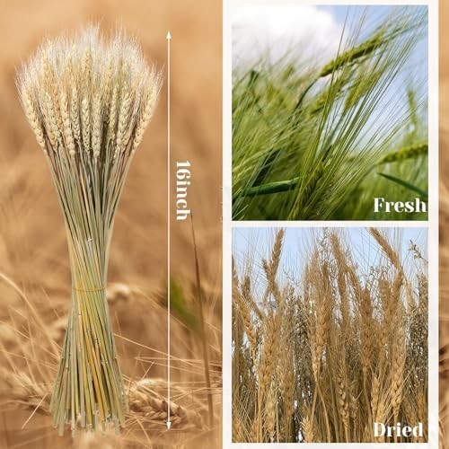 800 Dried Wheat Stalks Bundle – Natural Wheat Grass for DIY Decor, Centerpieces