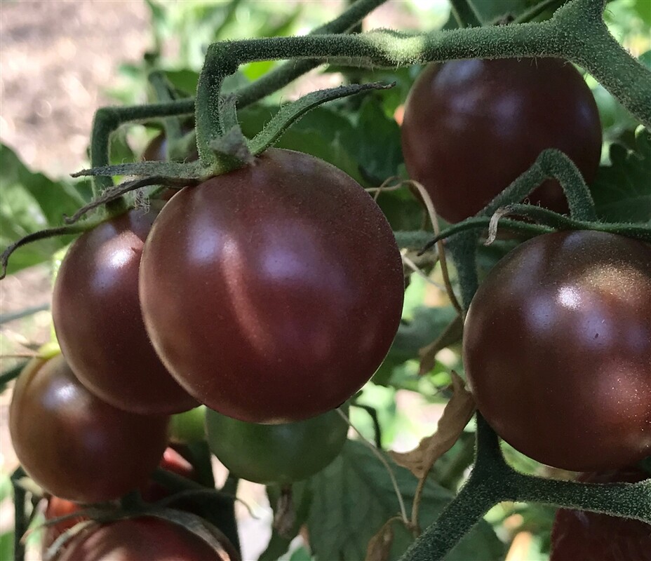 100Pcs Black Cherry Tomatoes seeds (Vibrant, exotic and sweet)