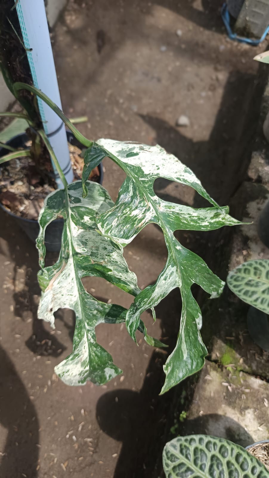 Real Picture Epipremnum Pinnatum White Monster Variegated Big Size