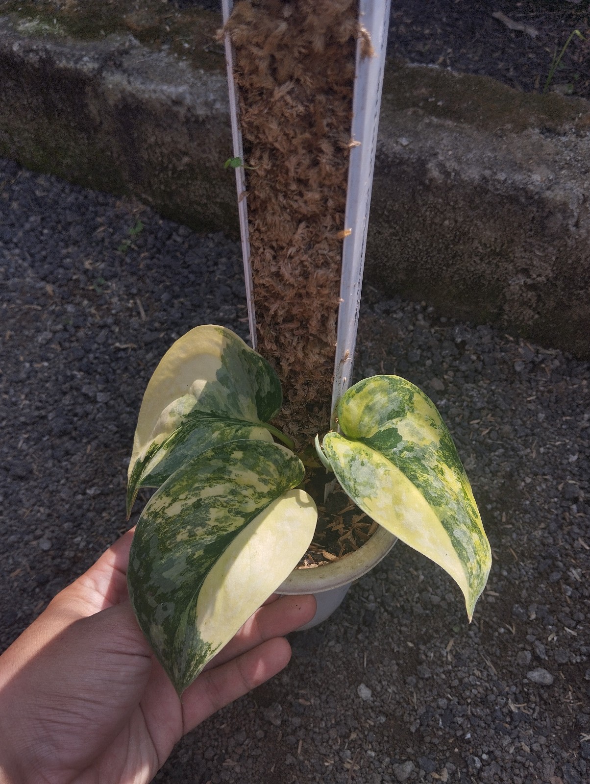 Scindapsus Andalas Variegated Real Picture