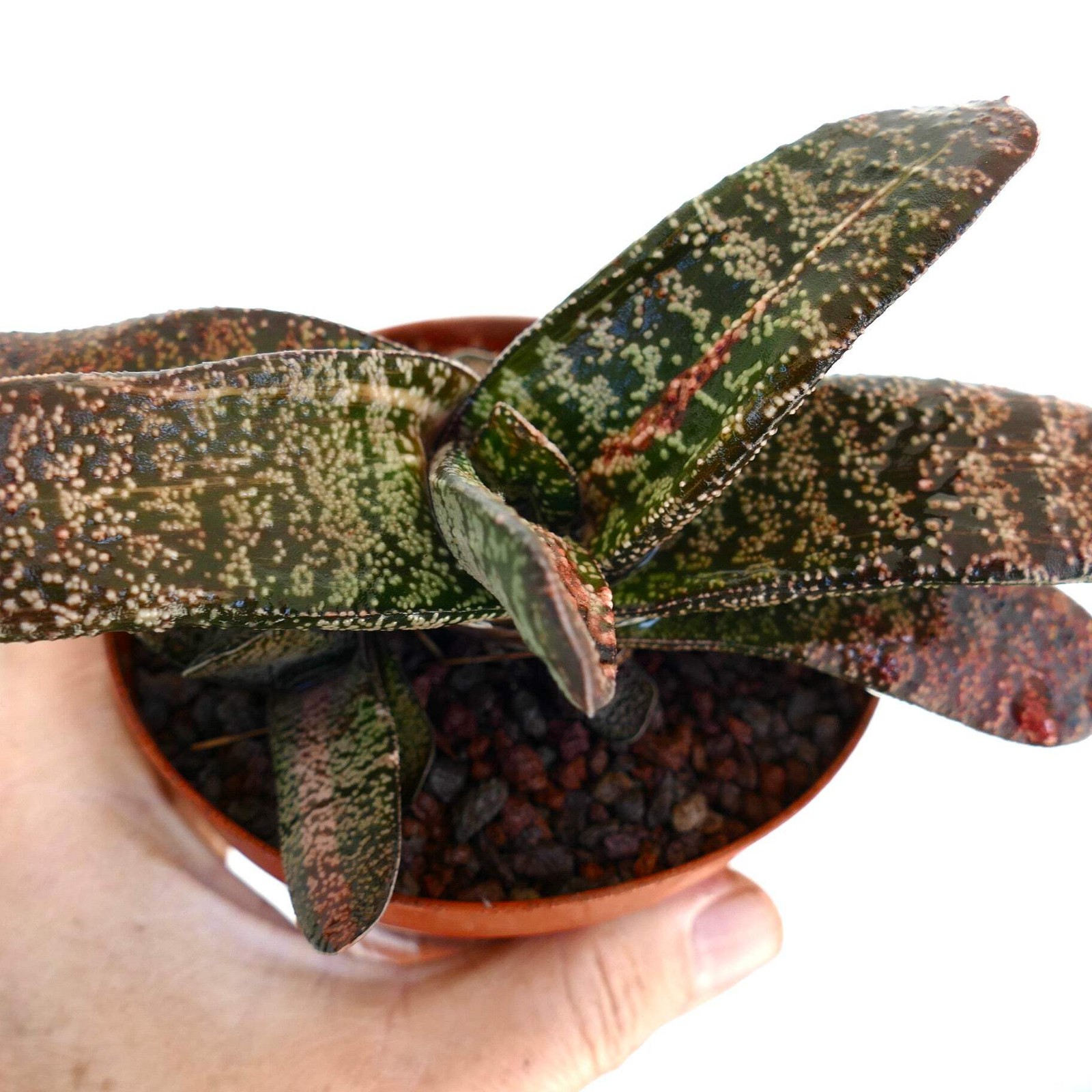Gasteria batesiana CLUSTER SLIGHTLY VARIEGATED – Bates’ gasteria | Ox tongue