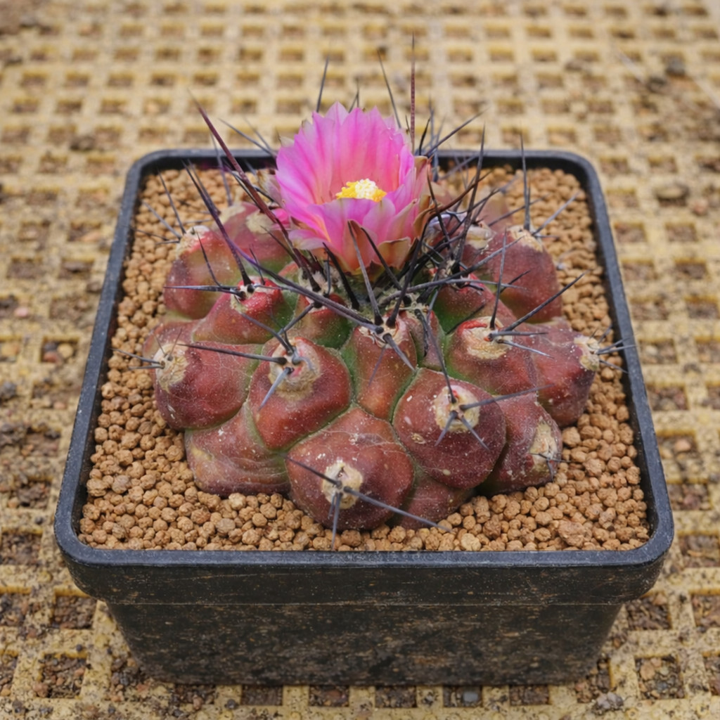 Thelocactus mirandus 10 SEEDS – Rare Cactus SEEDS