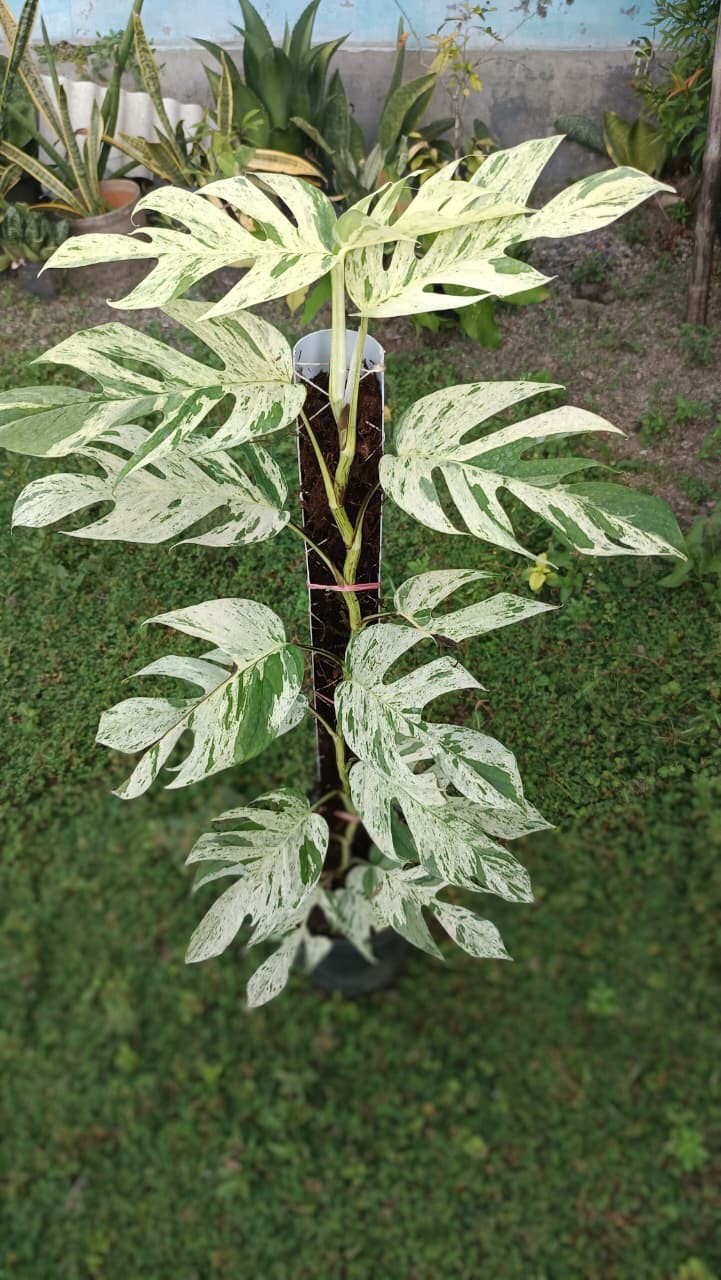 Real Picture Epipremnum Pinnatum Marble Thai Variegated Big Size