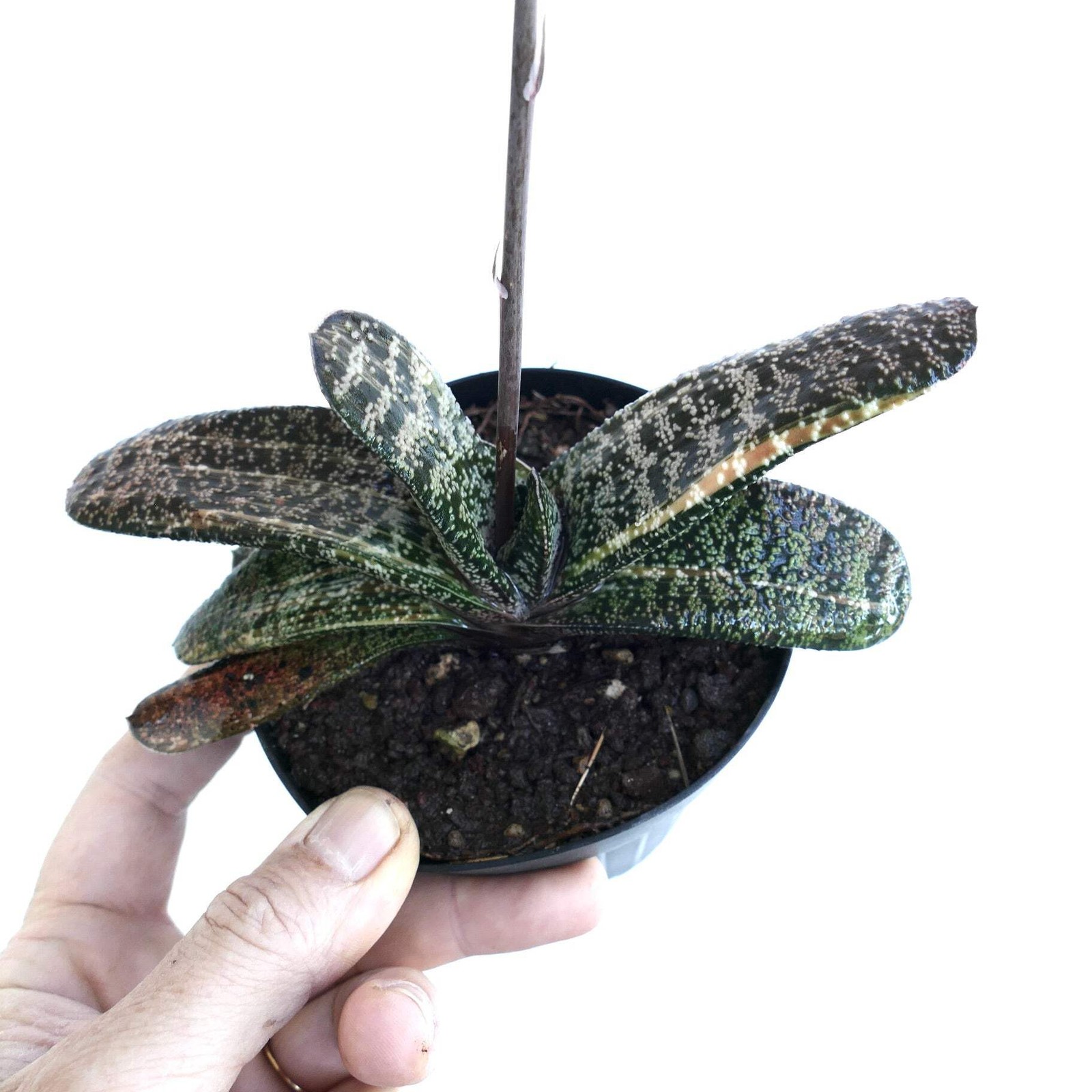 Gasteria batesiana YELLOW VARIEGATED (EX. TORRISI) – Knoppies gasteria | Ox-tong