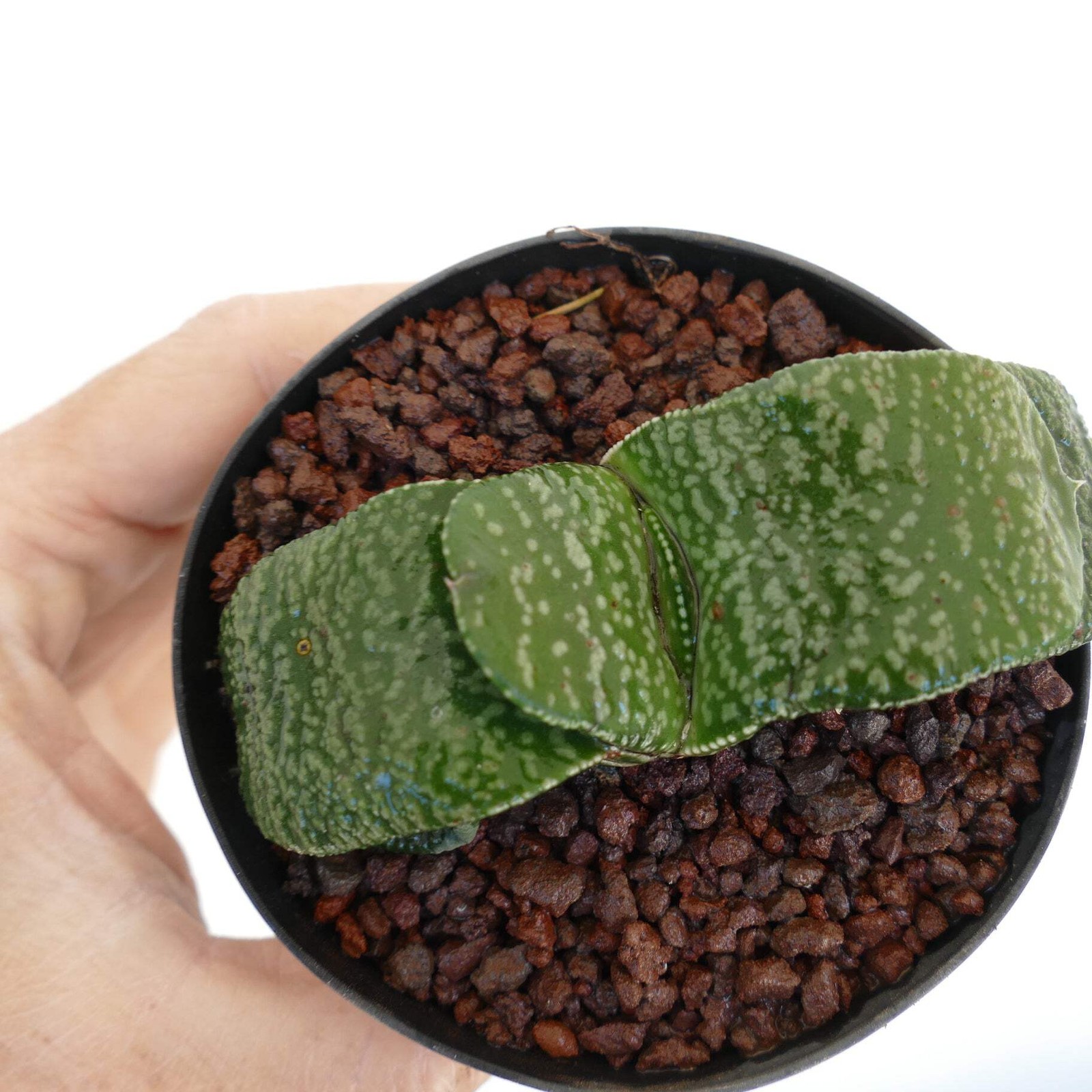 Gasteria armstrongii FAT & STRONG LEAVES (DE LONGHI) – Armstrong’s gasteria | Ar