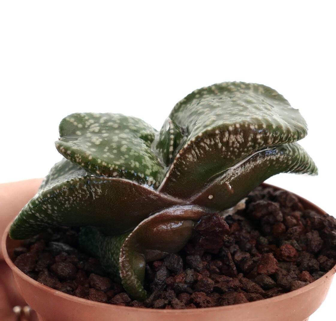 Gasteria armstrongii SUPER WHITE PEARL DWARF – Armstrong’s gasteria | Armstrong’