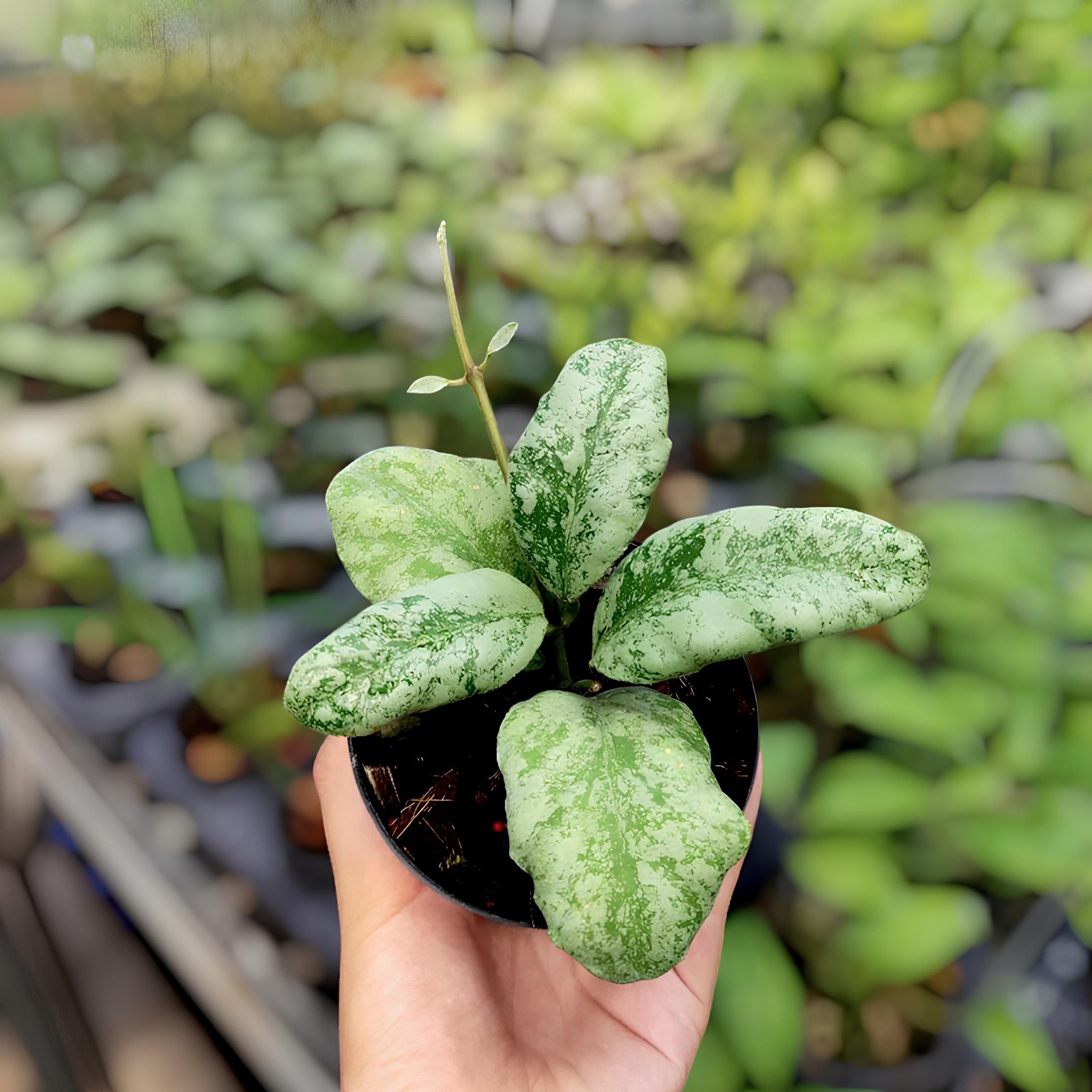 Hoya Waymaniae Cloudy Sky Jungle Plant