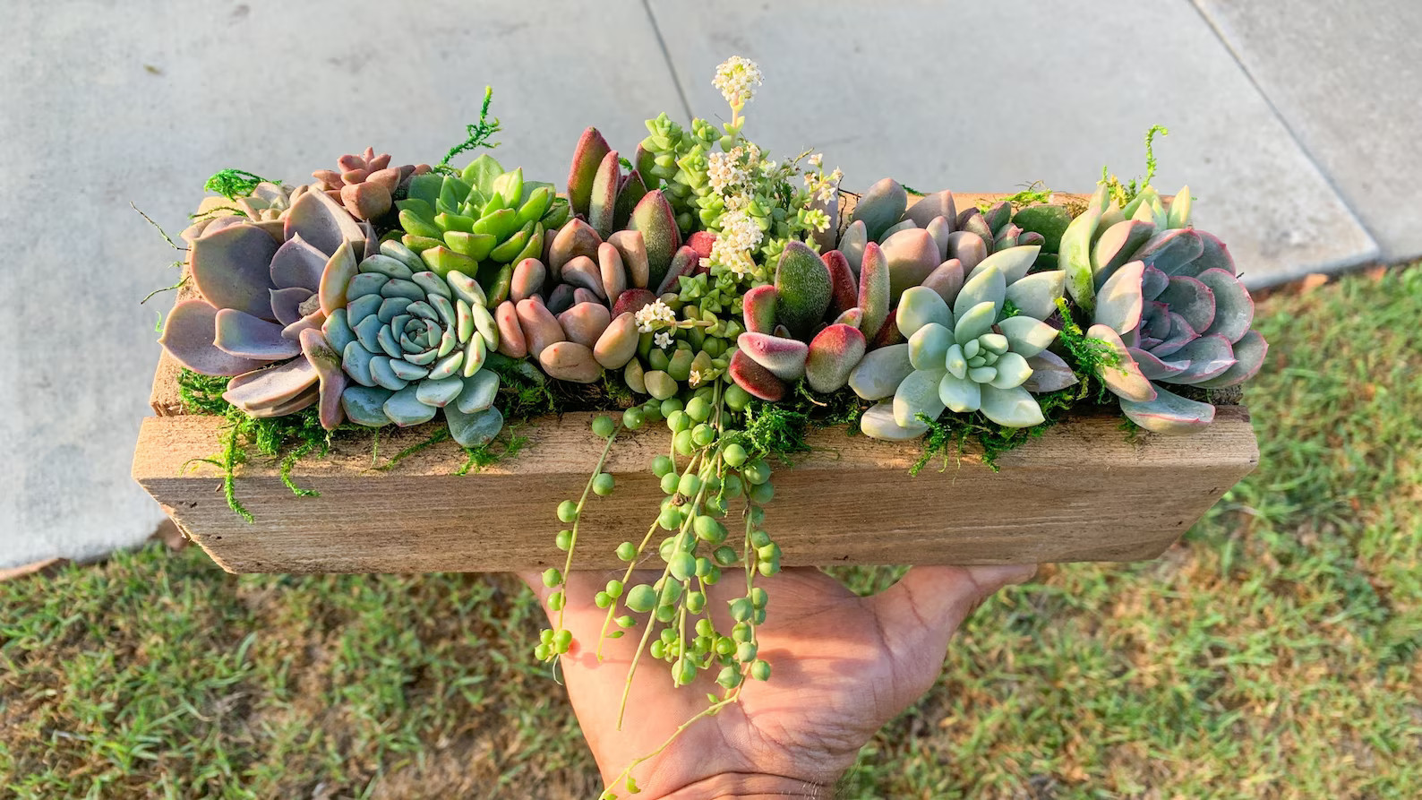 Live Succulent Arrangement Planter, Real Succulents, Centerpiece, Sympathy Gift
