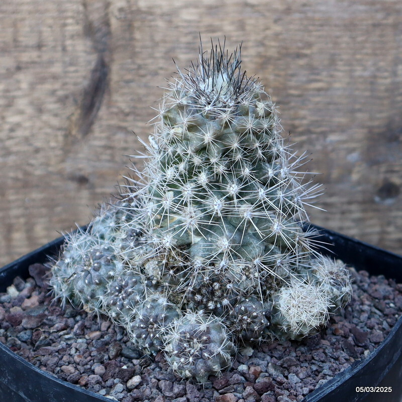 D3180 COPIAPOA MARITIMA PROLIFERA pot14-H10-W11 cm MaMa Cactus