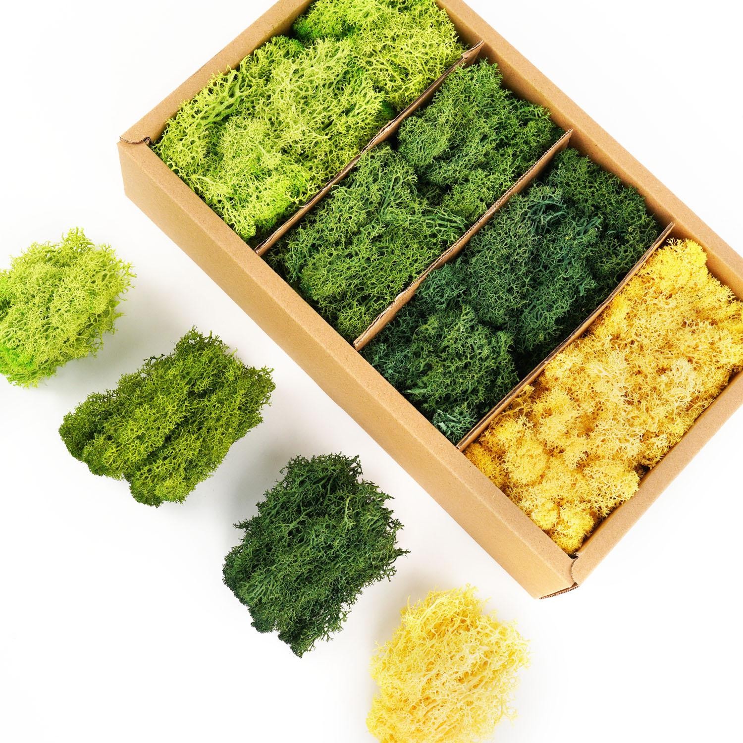 Artificial Green Moss, Eternal Life DIY Grass for Home, Garden & Mini Landscape