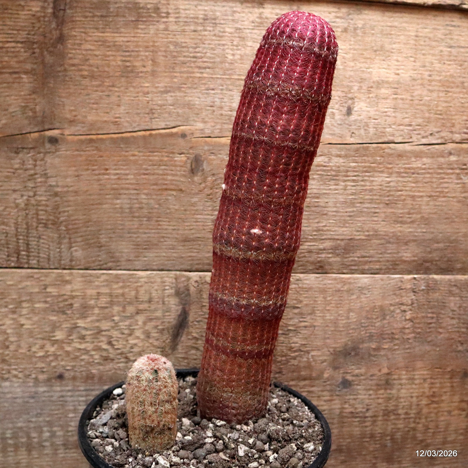 D7972 ECHINOCEREUS RIGIDISSIMUS RUBRISPINUS pot18-H31-W7 cm MaMa Cactus