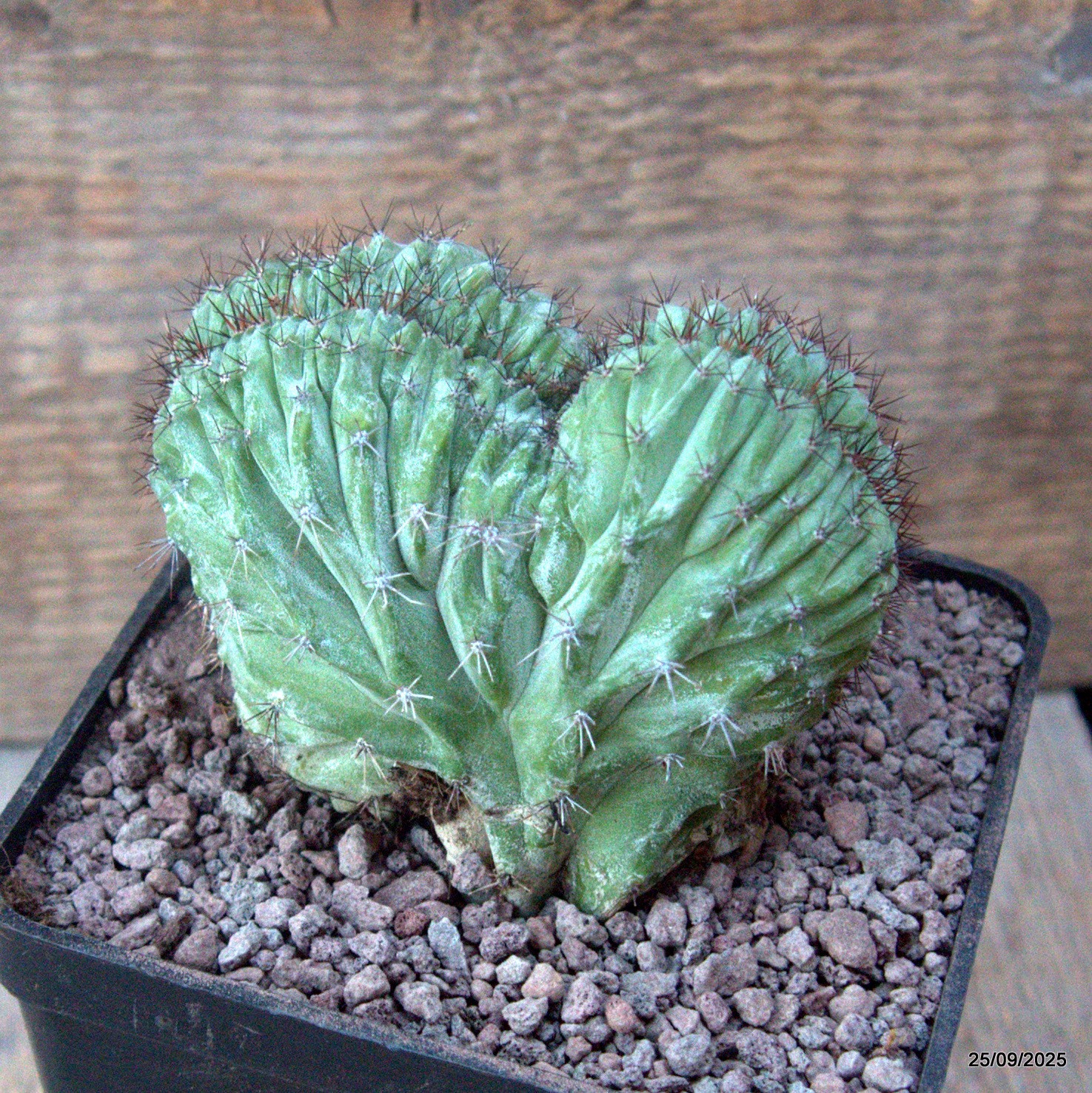 D6658 POLASKIA CHICHIPE CRESTED pot10-H8-W9 cm MaMa Cactus
