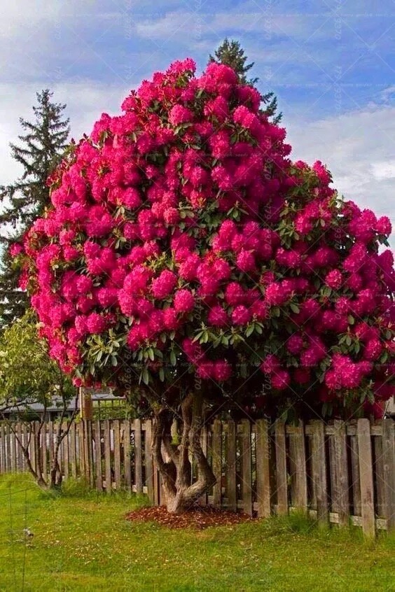 (10) CHERRY TREE SEEDS rare exotic flower home blossom garden USA SELLER W/TRACK