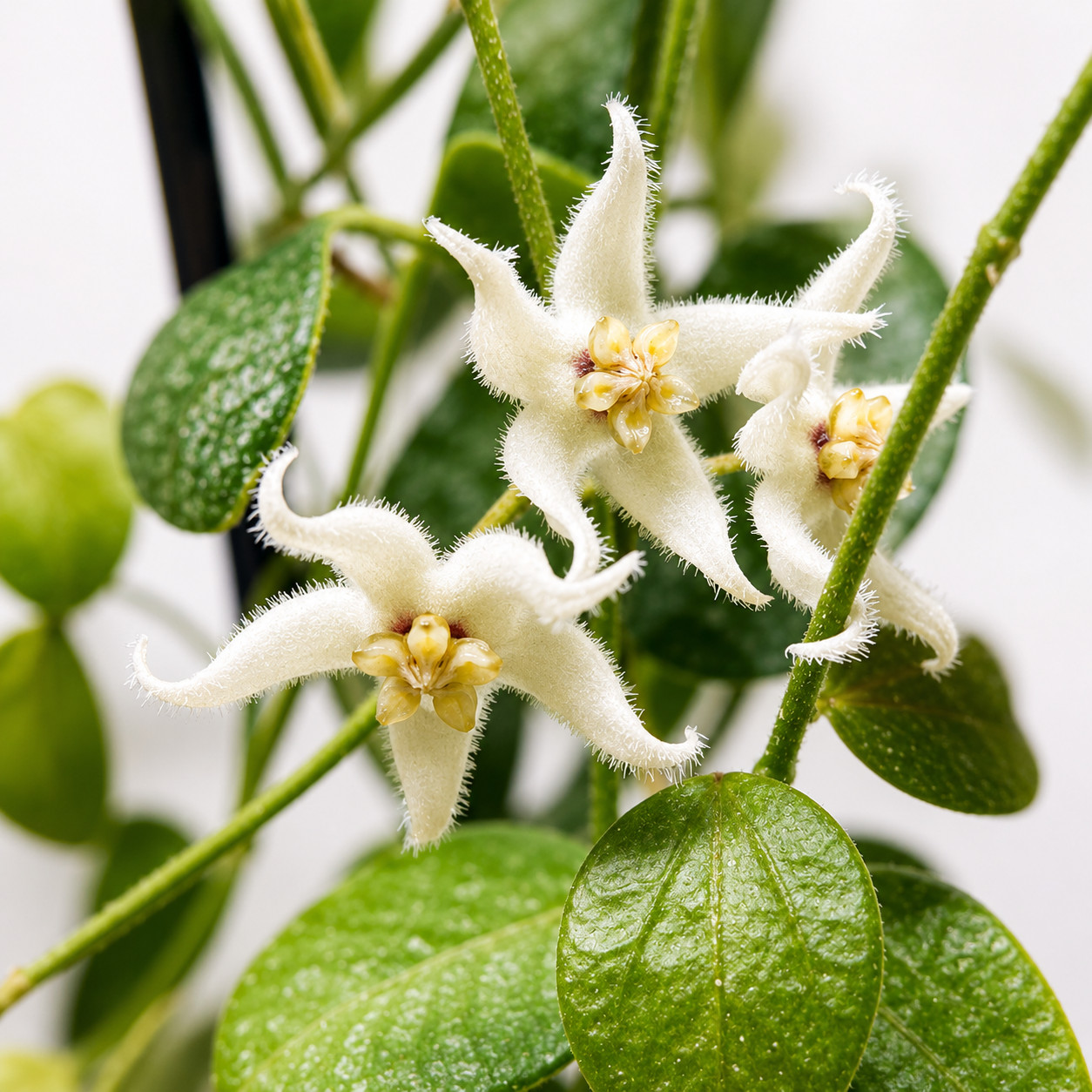 Hoya IM08 Sp Papua Rare Variegated, Real Picture, Aroid Houseplant
