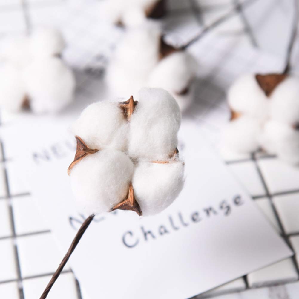 DomeStar Cotton Stems 8 Packs with 15 Bolls, Natural Dried Flowers White