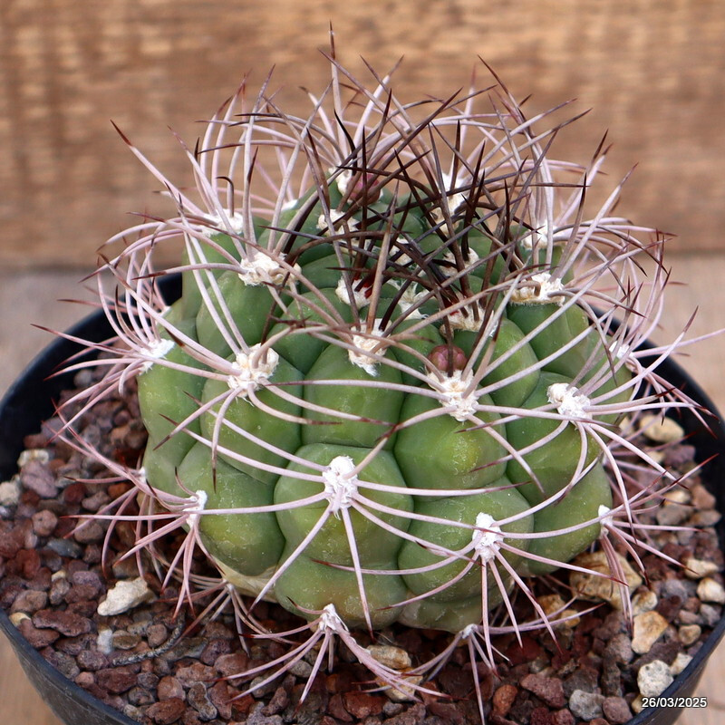 A5433 GYMNOCALYCIUM SAGLIONIS pot14-H6-W 7,5 cm MaMa Cactus