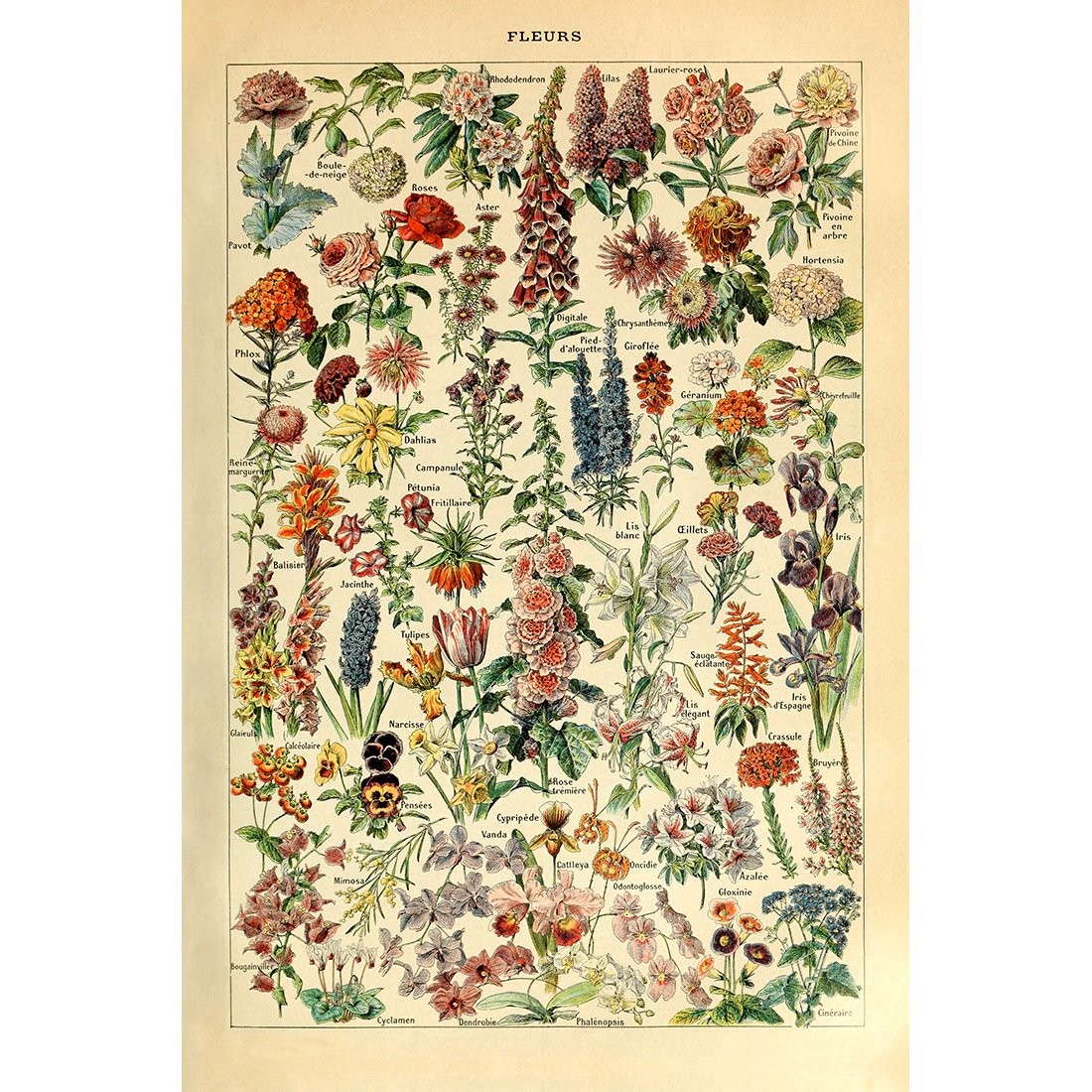 Meishe Art Vintage Poster Print Flower Floral 23.6″L x 15.8″W, Multicolor