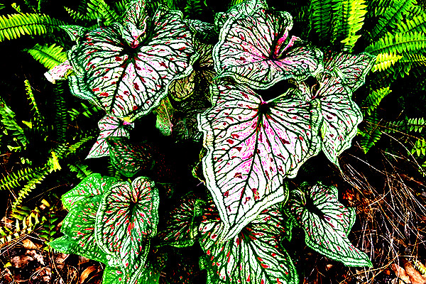 1 Bulb Spicy Lizard caladium from Florida Plantation