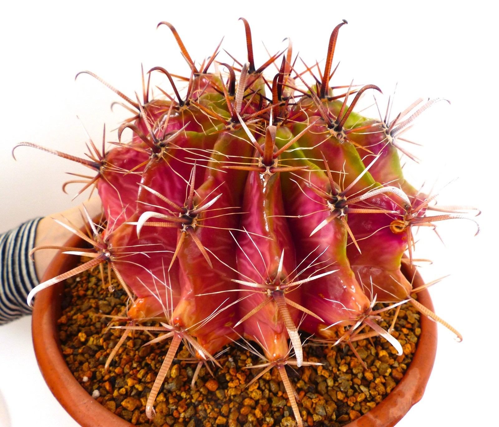 Ferocactus herrerae SEEDS – Rare Cactus SEEDS