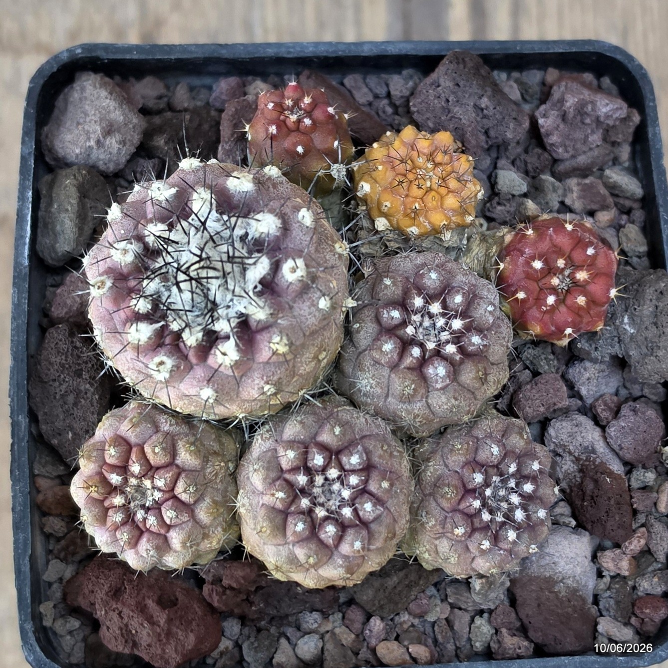 D3508 COPIAPOA CONTINUA pot10-H5-W9 cm MaMa Cactus