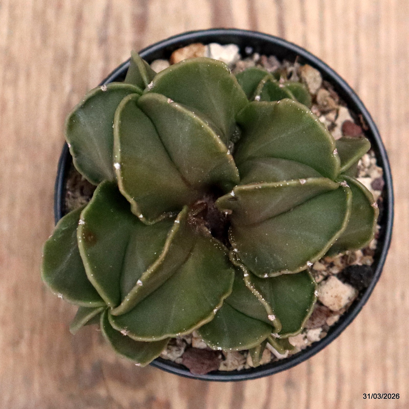D8095 ASTROPHYTUM MYRIOSTIGMA NUDUM pot6,5-H5-W7 cm MaMa Cactus