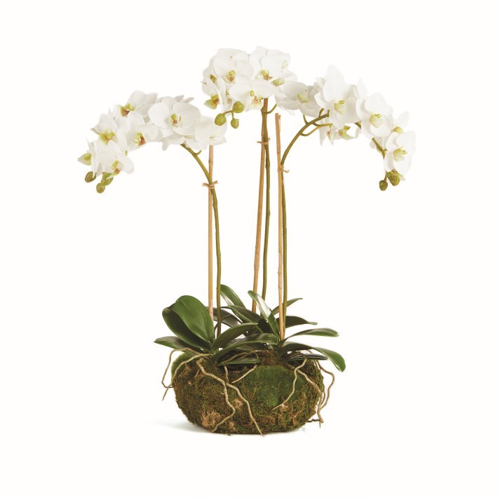 Faux Phalaenopsis Orchid Drop-In, 16″-Williams Sonoma|43281