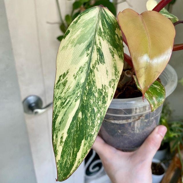 Philodendron Strawberry Shake Variegated – Mint Marble Live Plant Grow in Pot