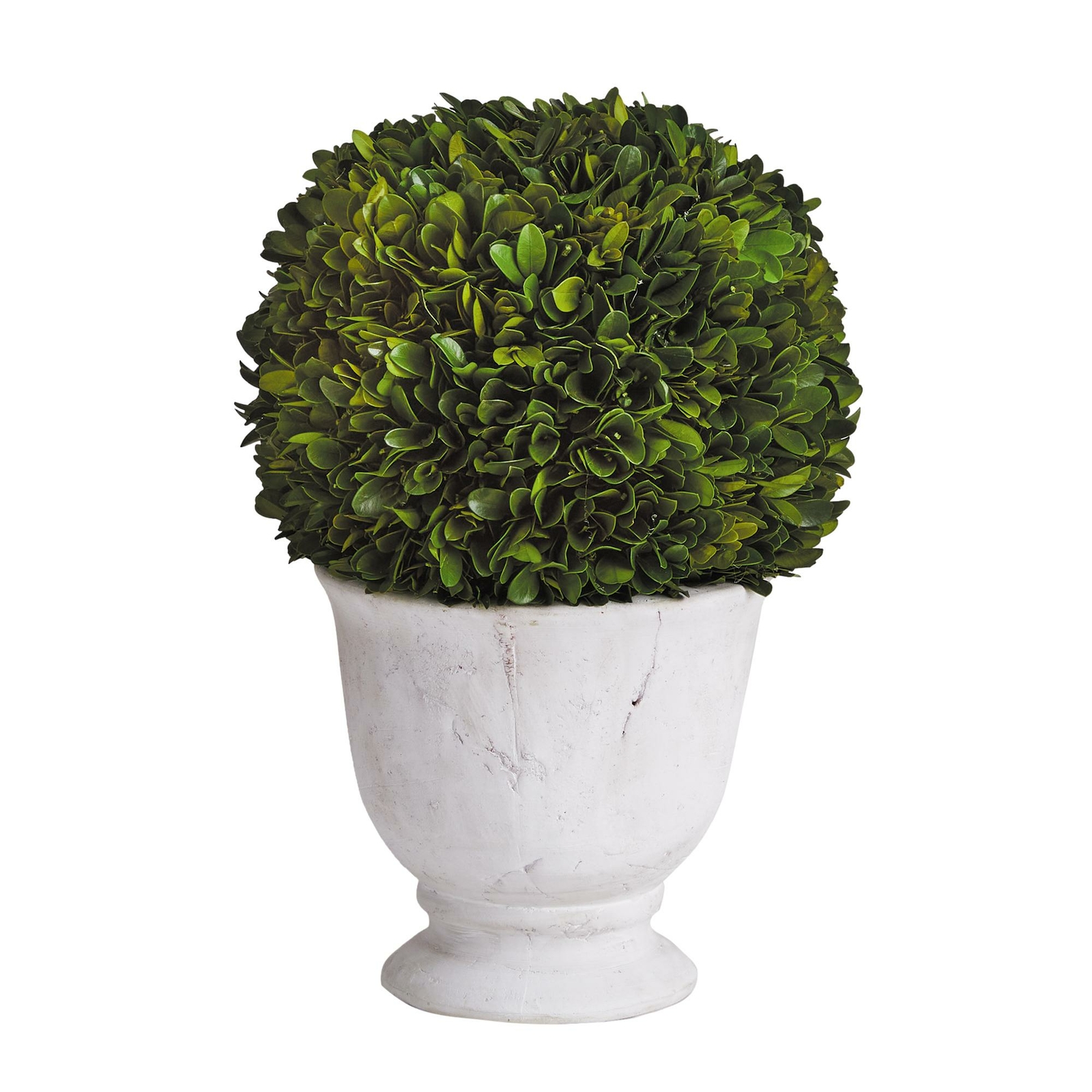 Elegant 12in Ball Sphere Topiary in Pot Preserved Boxwood Greenery English