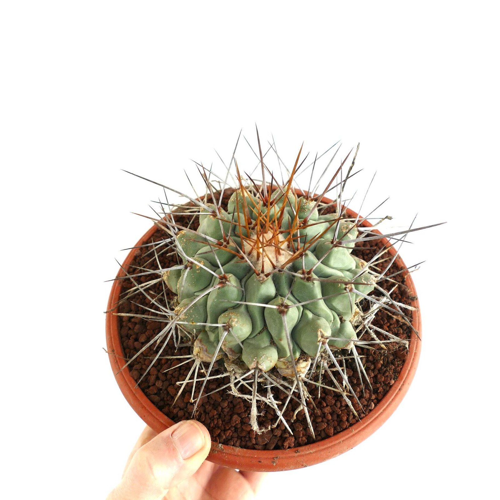 Thelocactus rinconensis LONG GOLDEN SPINES – Rincon cactus | Star cactus