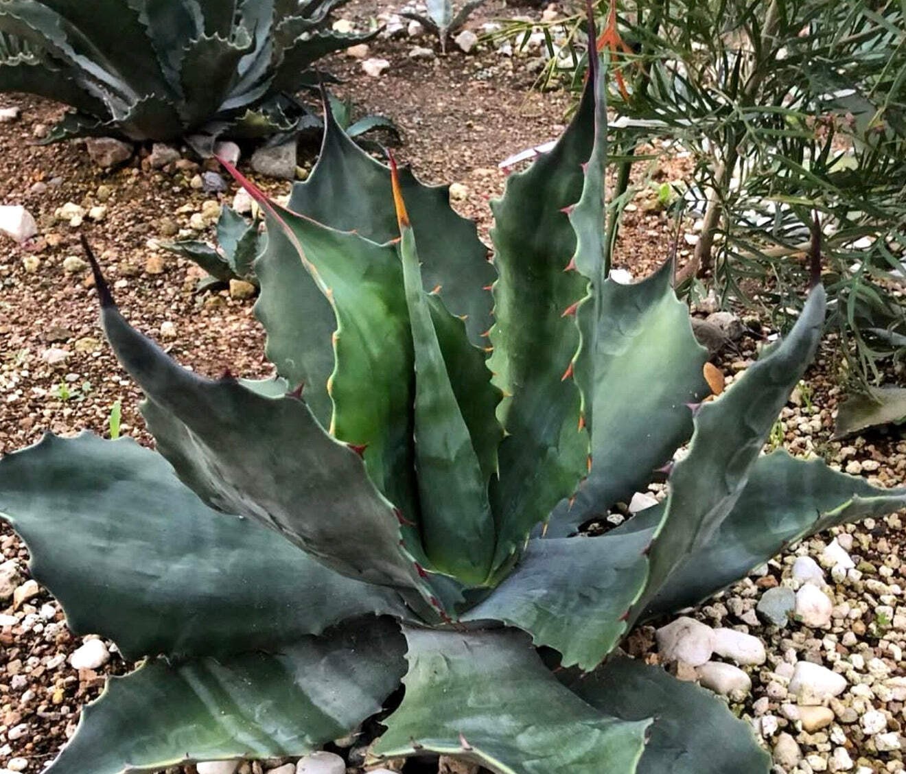 Agave salmiana var. ferox (Hidalgo) 10-20cm | Ferocious agave | Salm’s agave – F