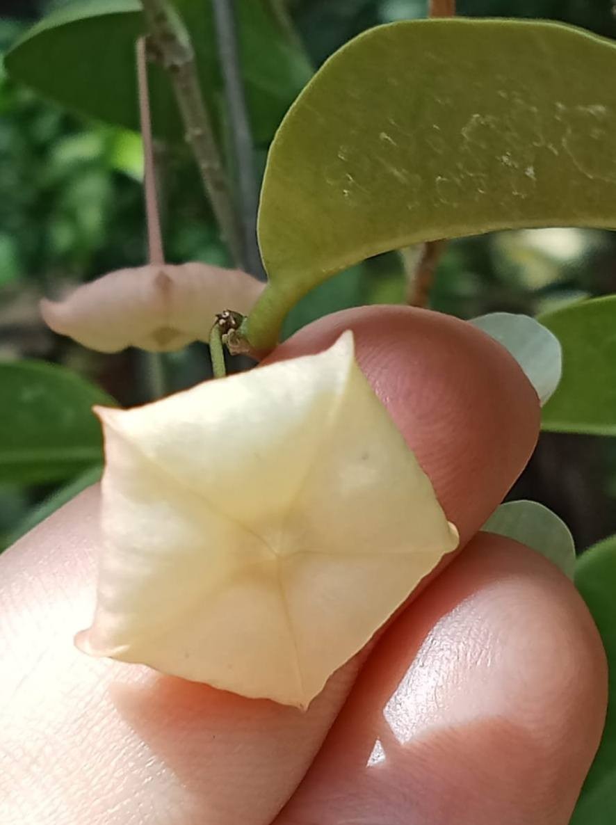 Hoya Evelinae Sp Papua Rare Tropical Wax Plant