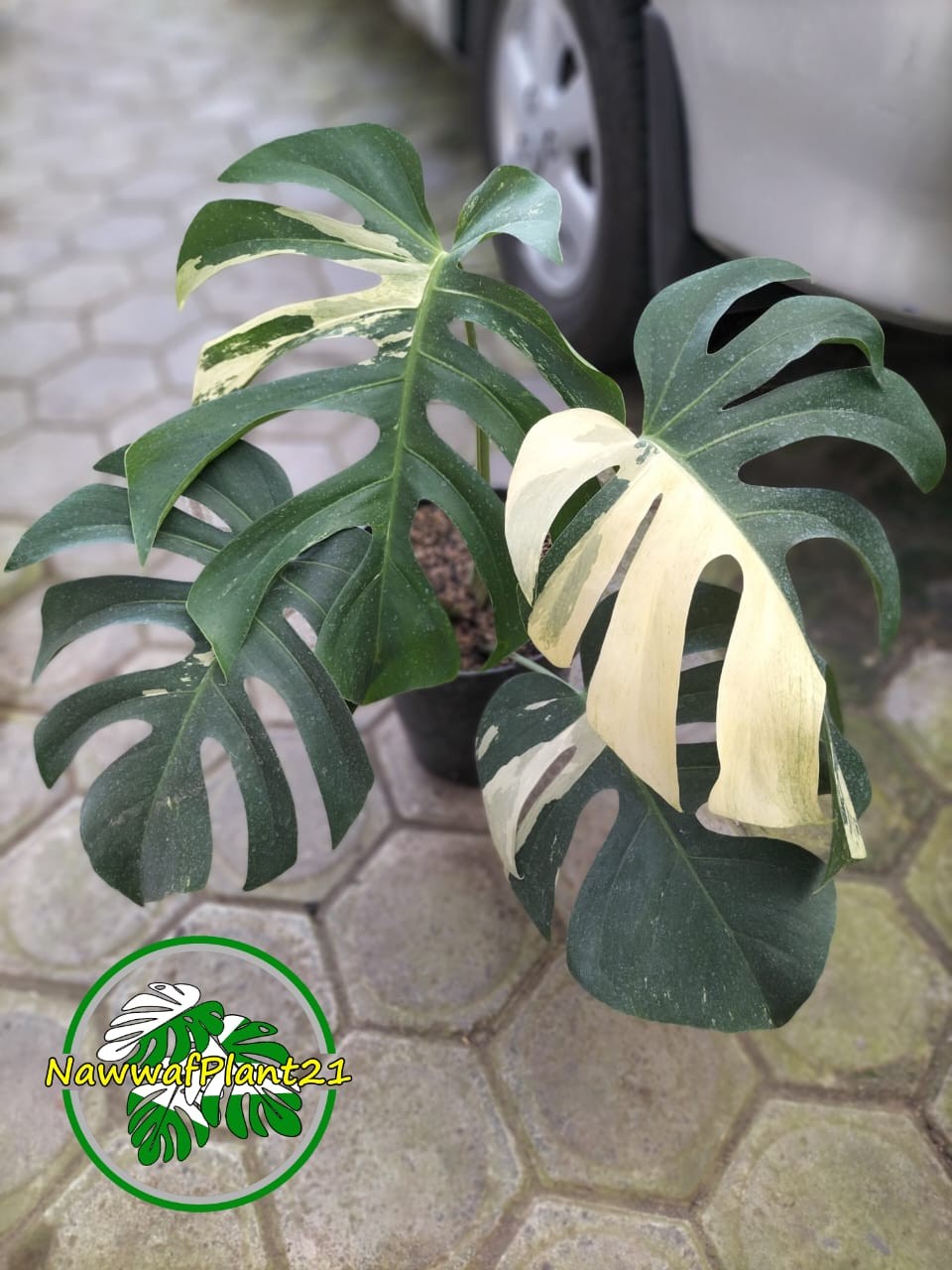 Monstera Jungle Mint Variegated Mature Real Picture Big Size