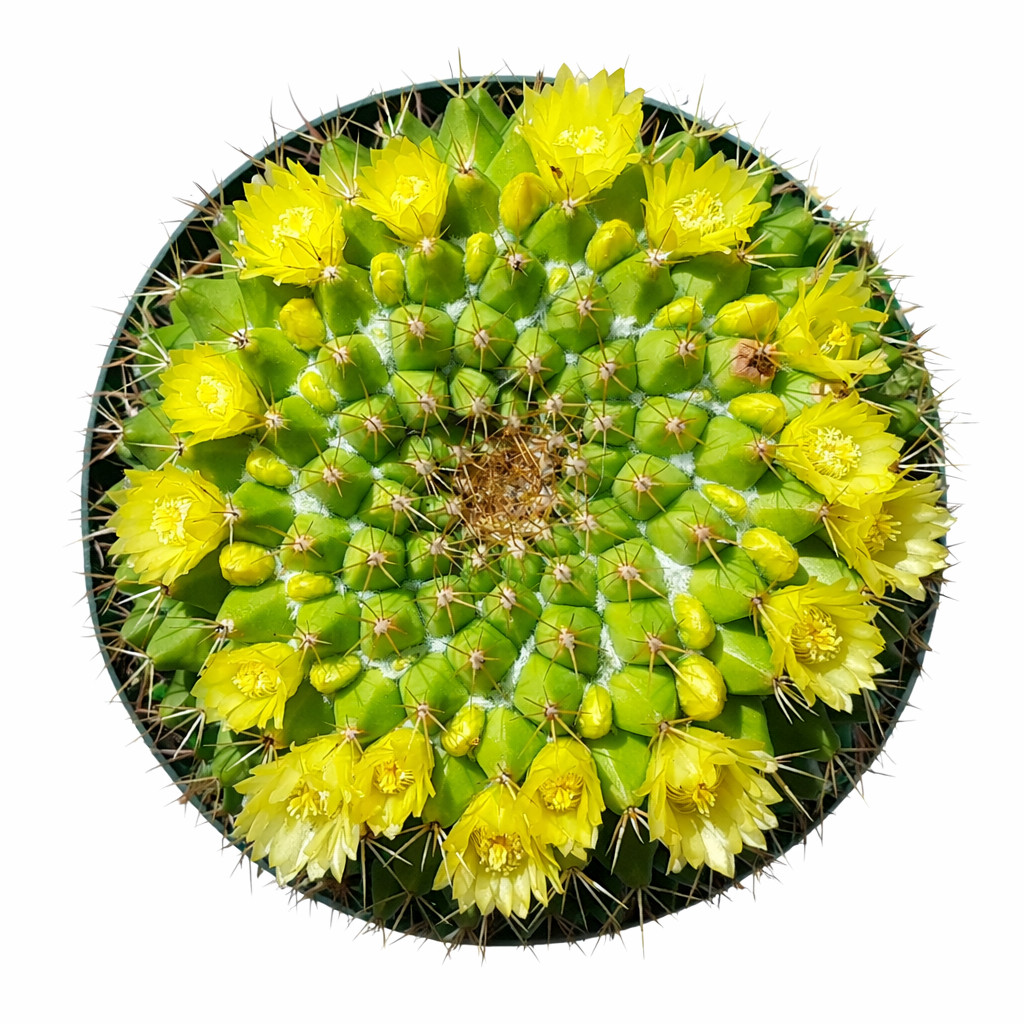 Mammillaria marksiana 10 SEEDS – Rare Cactus SEEDS