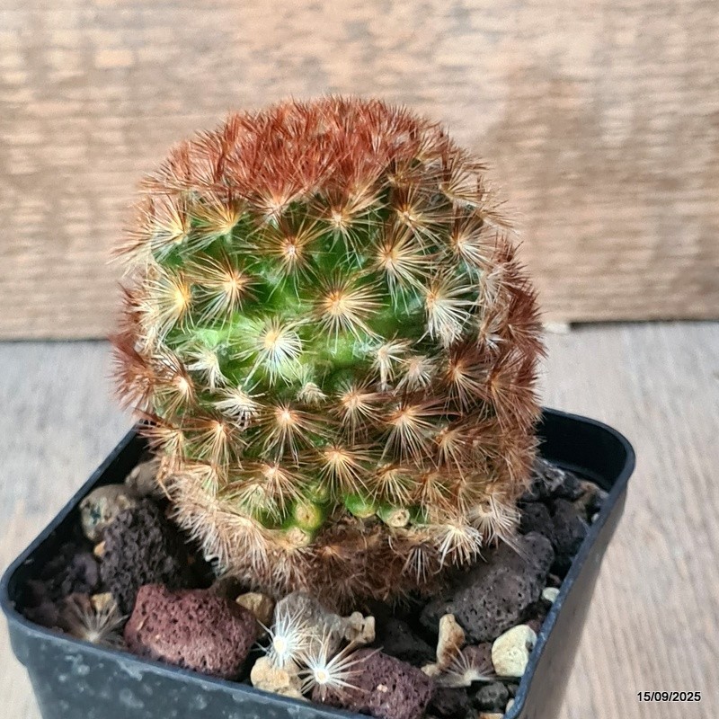 D6418 MAMMILLARIA CARMENAE pot8-H9-W6 cm MaMa Cactus