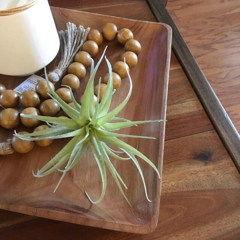 ® Large Green Real Touch Faux Air Plants, Lifelike Fake Tillandsia Pick, Artific