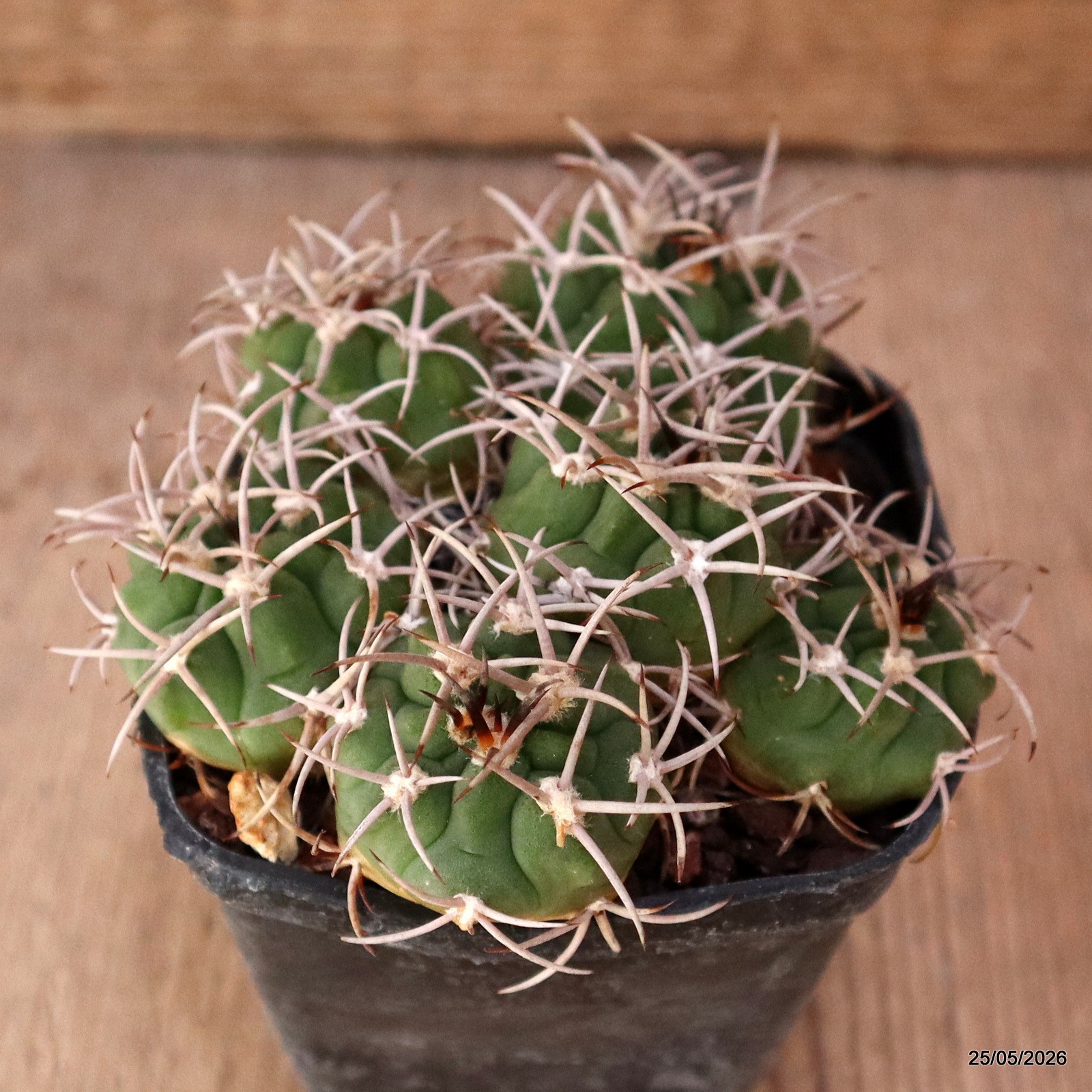 D1065 GYMNOCALYCIUM CARMINANTHUM pot7-H5-W9 cm MaMa Cactus