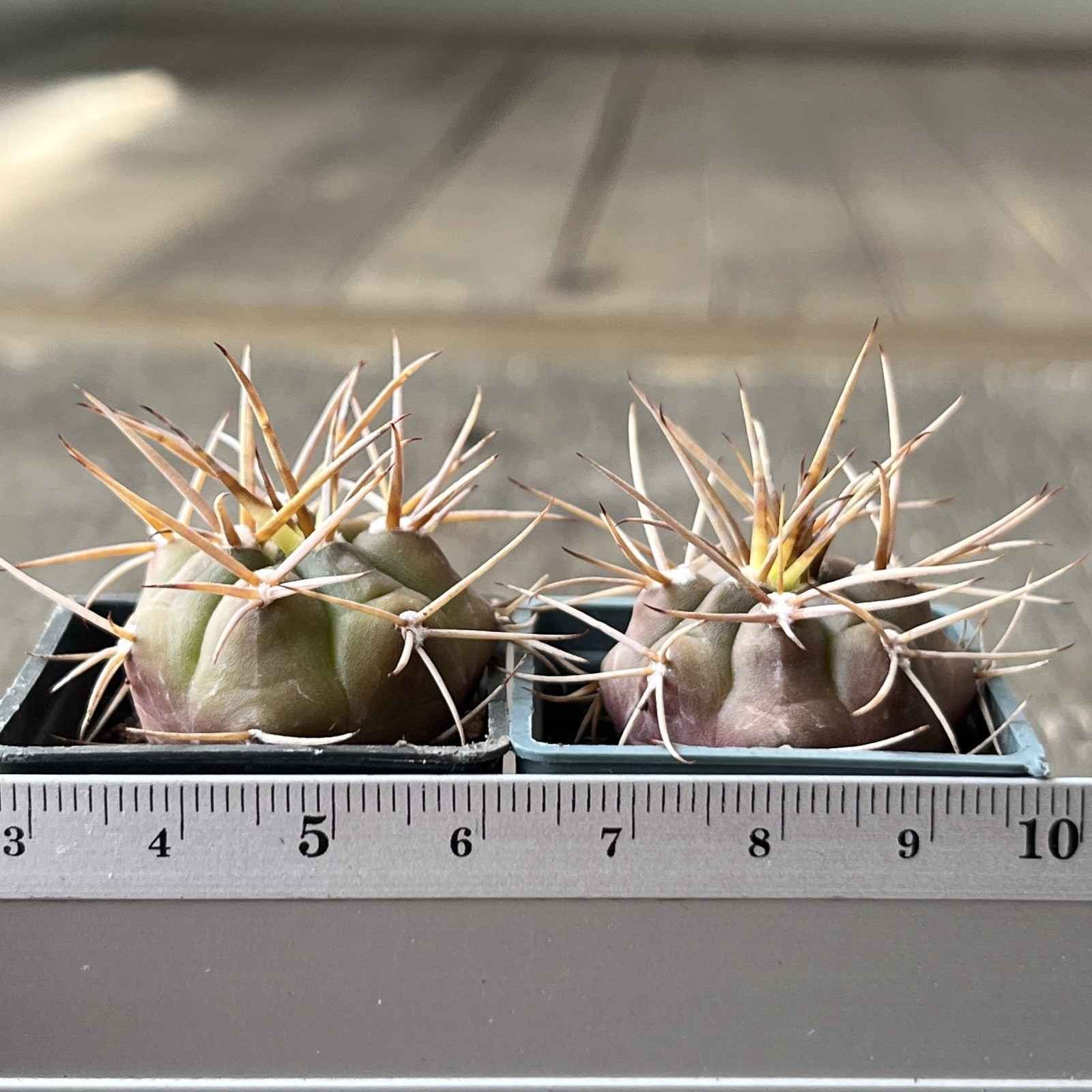 A37-922. G.eurypleurum, own root, 2 Pieces