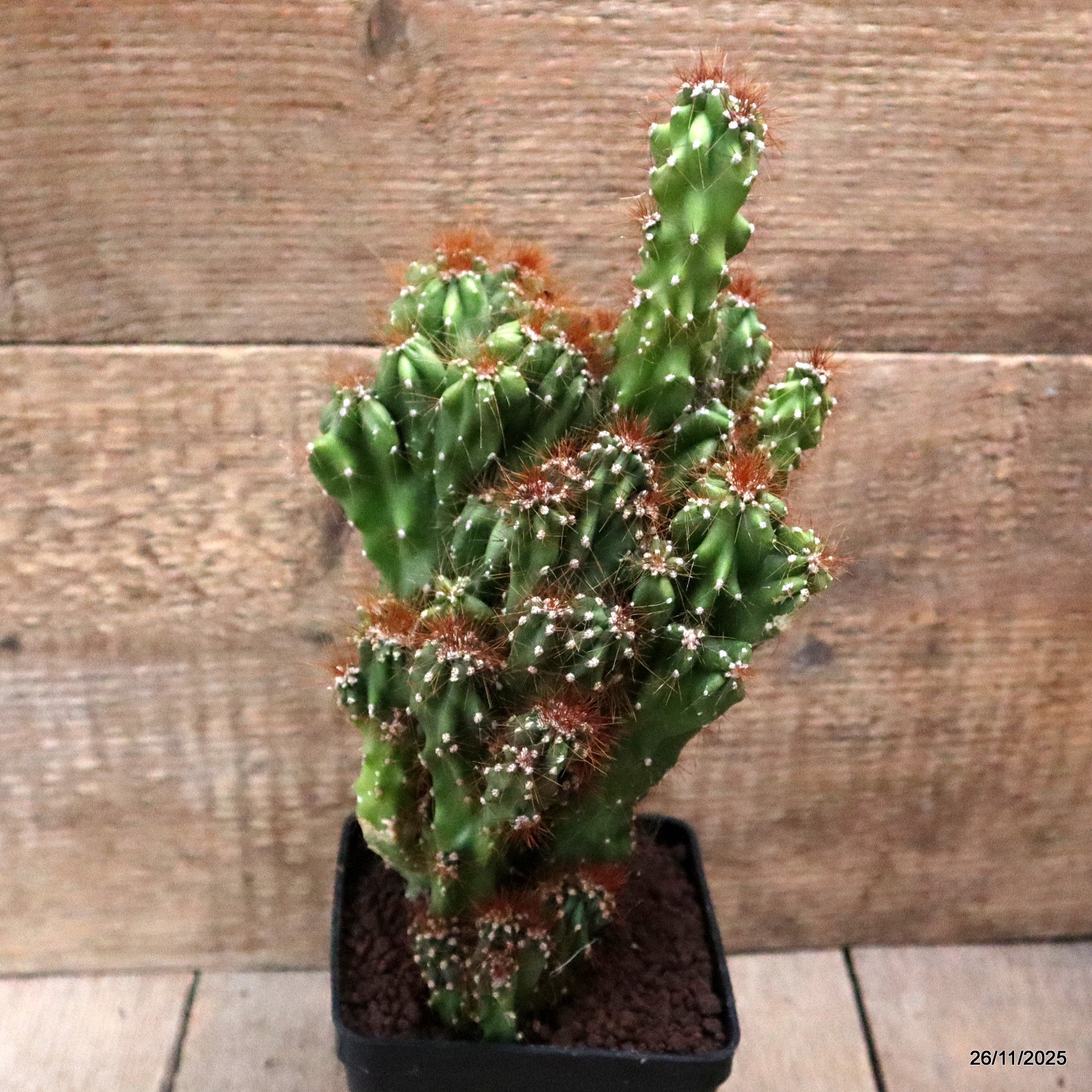 D7534 CEREUS PERUVIANUS MONSTER pot10-H25-W15 cm MaMa Cactus