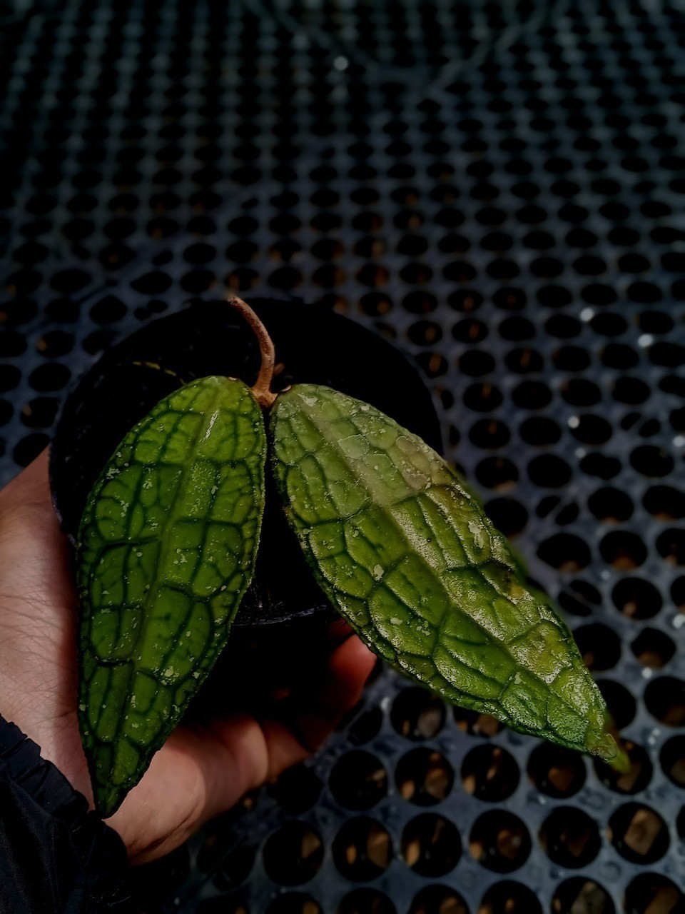 Hoya Clemensiorum Crocodile Narrow Leaves Rare Tropical Indor Outdor Wax Plant