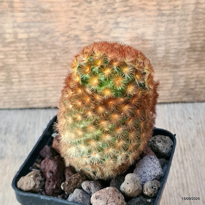 D6419 MAMMILLARIA CARMENAE pot8-H9-W6 cm MaMa Cactus