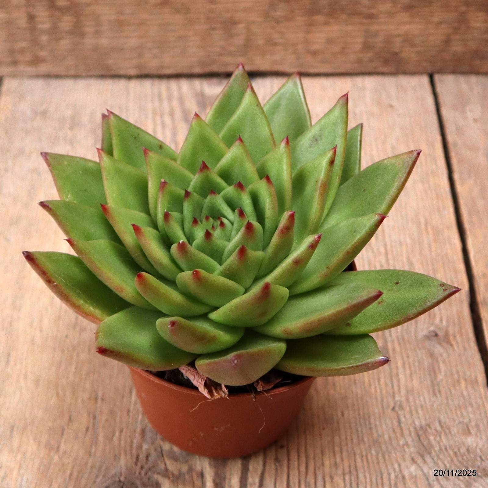 D7459 ECHEVERIA AGAVOIDES pot10-H8-W16 cm MaMa Cactus