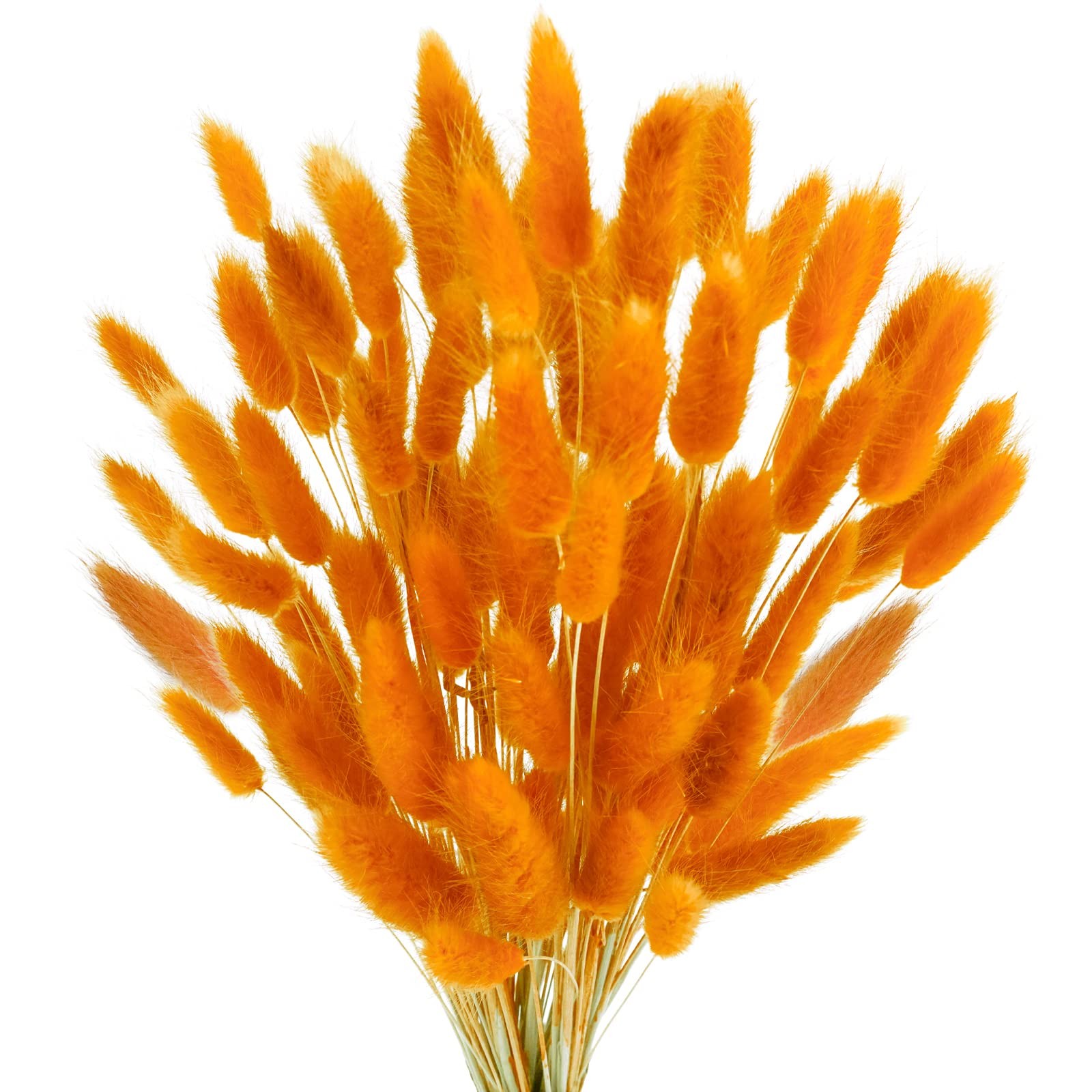 100 Pcs Bunny Tails Dried Flowers, Natural Dried Bunny Tails Grass Dried Lagu…