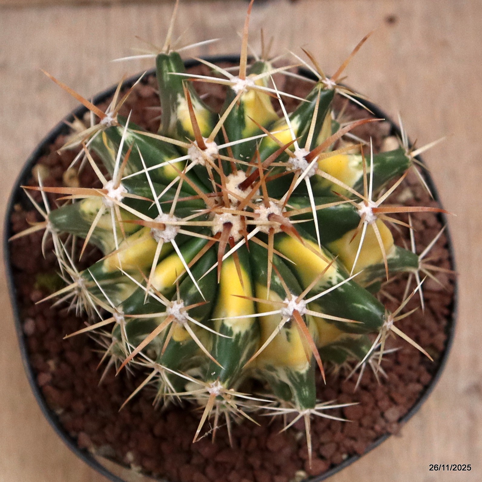 D7549 FEROCACTUS HYBRID VARIEGATED pot14-H13-W10 cm MaMa Cactus