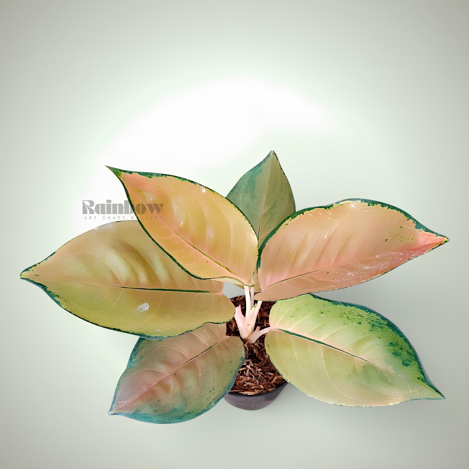 Aglaonema Sultan Brunei Beatiful Ornamental Plant